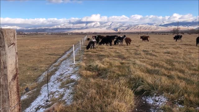 Solar Solace on to a new stockpiled pasture! The coldest night of the season!