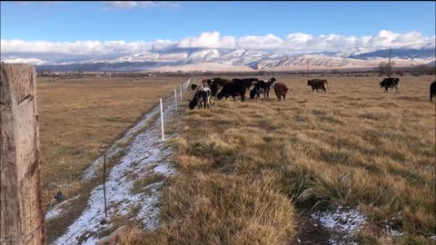 Solar Solace on to a new stockpiled pasture! The coldest night of the season!