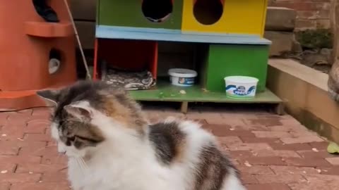 Funny animals 😹🤣 videos