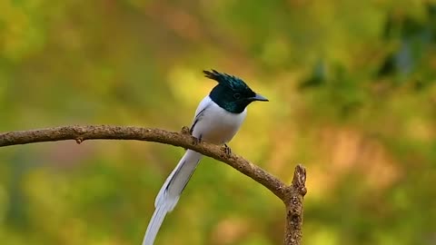 Wildlife and Funs