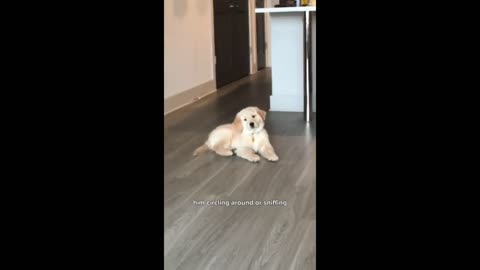 Funny animal's video. A cute baby dog