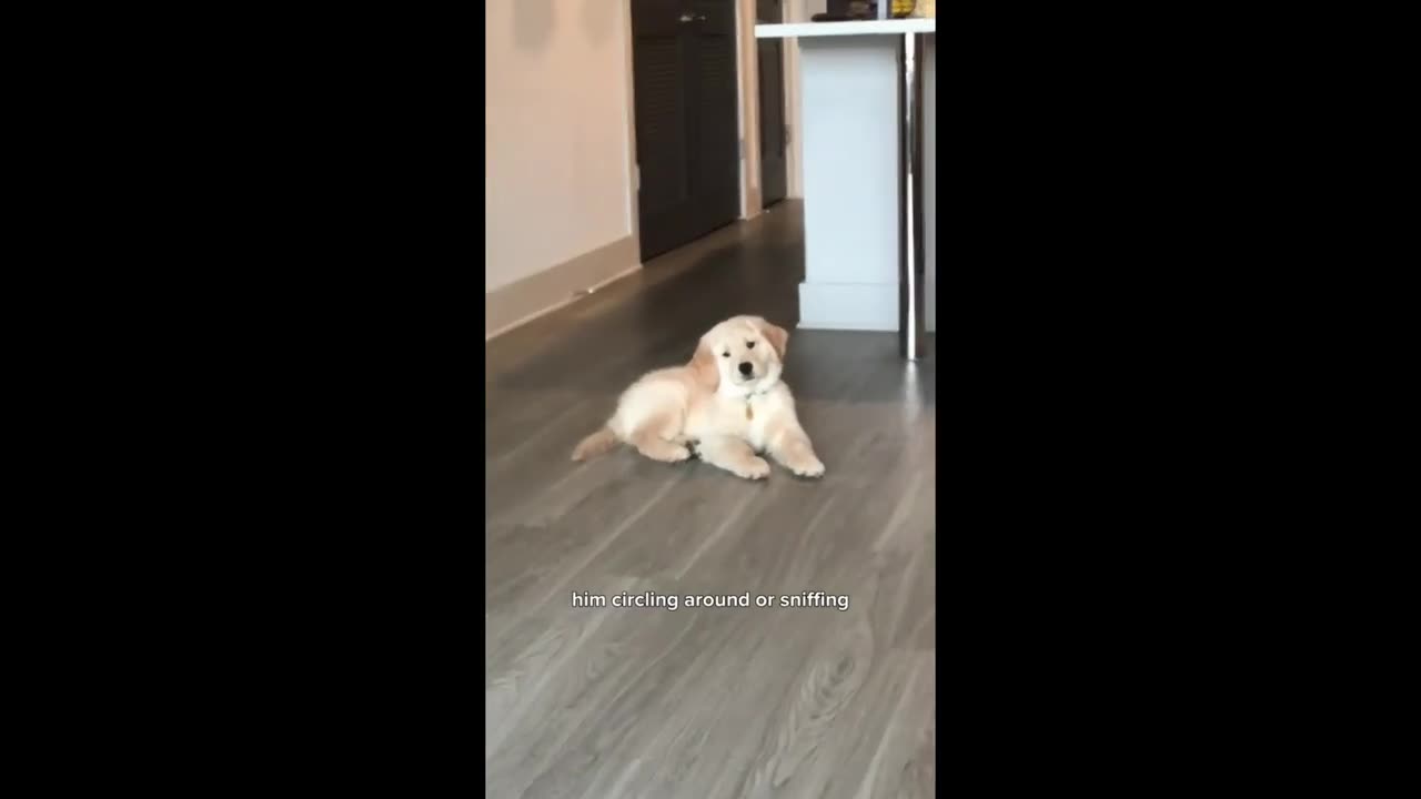 Funny animal's video. A cute baby dog