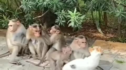 DEUS SALVE O BRASIL, DEUS SALVE O BRASIL, DEUS SALVE O BRASIL...