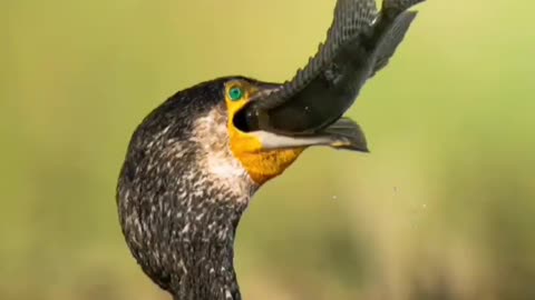 Wildlife in closer view with a natural perspective.
