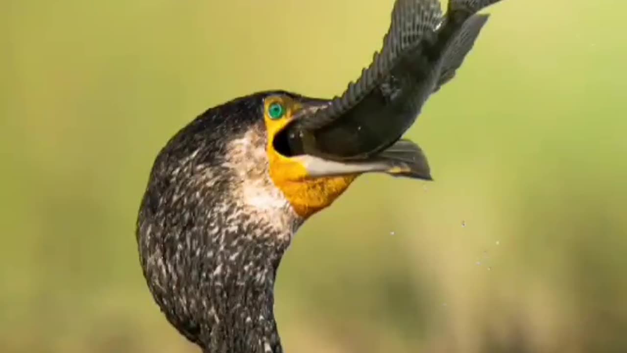 Wildlife in closer view with a natural perspective.