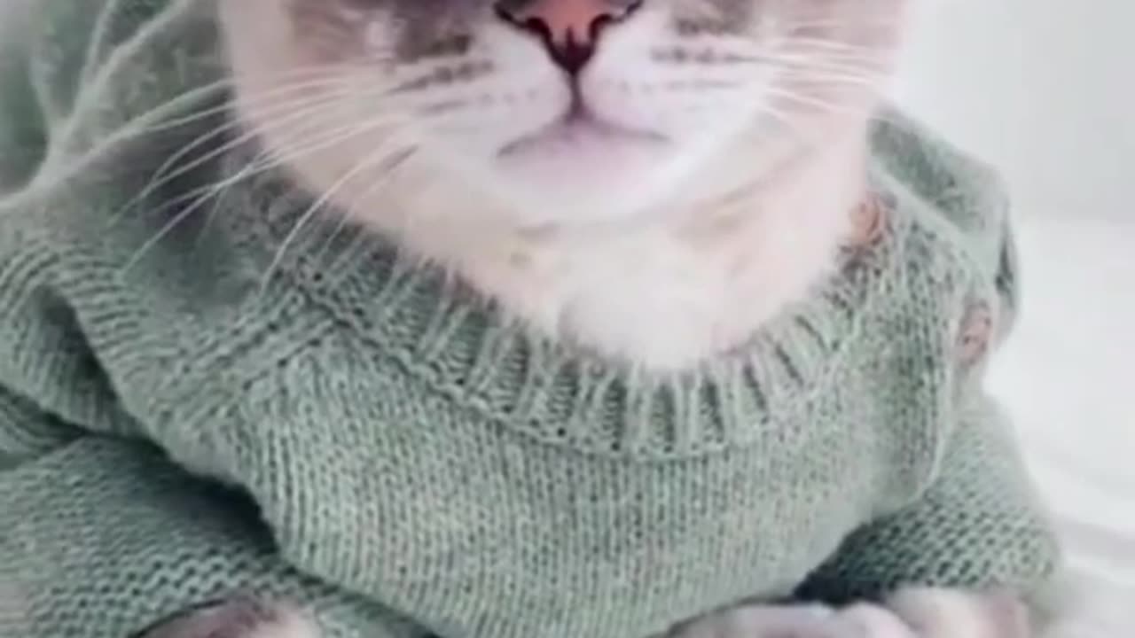 Cute Cats Best Funny Cat Videos