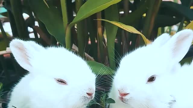 Rabbits Resting On A Pot With A Plant