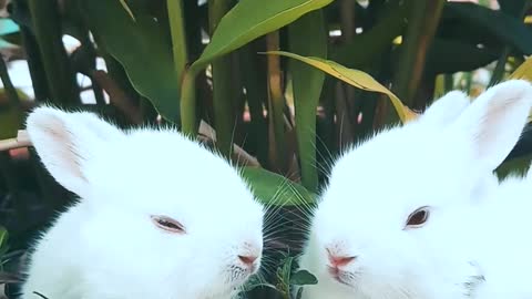 Rabbits Resting On A Pot With A Plant