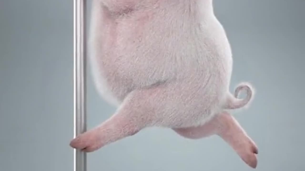 pençe on the cute little pig hahaha