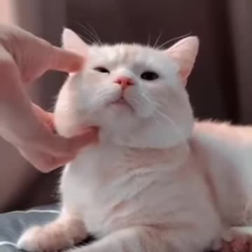 Cuteeeeee catttt ❤️🔥💚✌️#shorts #cute cat #cat