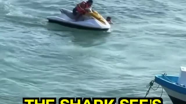 Shark 🦈 Attack a man