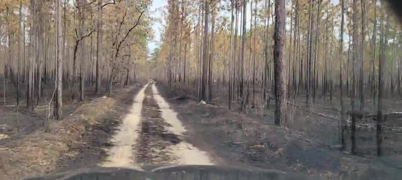 Wildfire or Controlled Burn?🤔