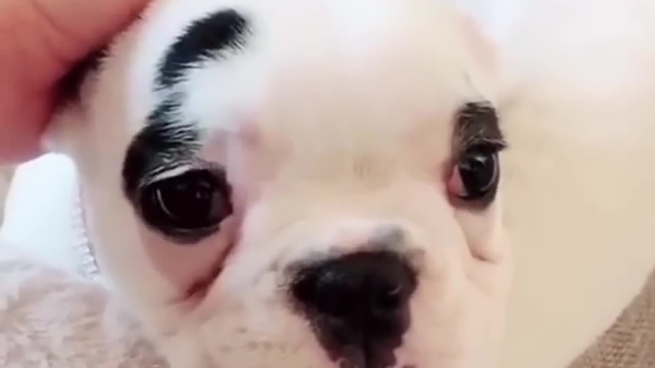 Cute dogs