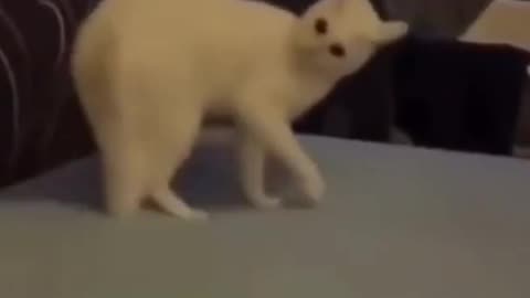 funny dogs