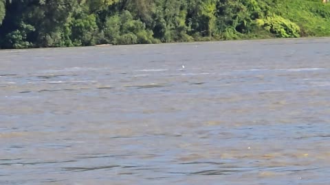 Seagull swims in muddy river water / Beautiful bird swims in high water.