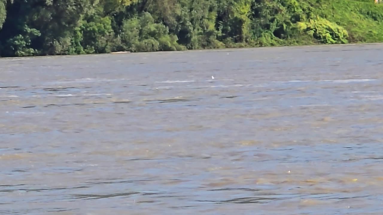Seagull swims in muddy river water / Beautiful bird swims in high water.