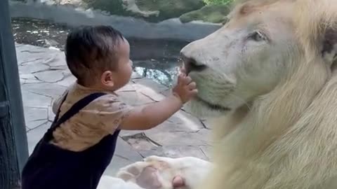 Curious Baby Approaches a White Lion