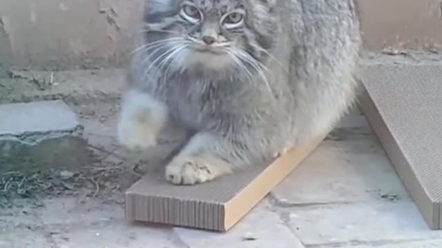 Oh my God, I can't believe it's a cat. It's so fat