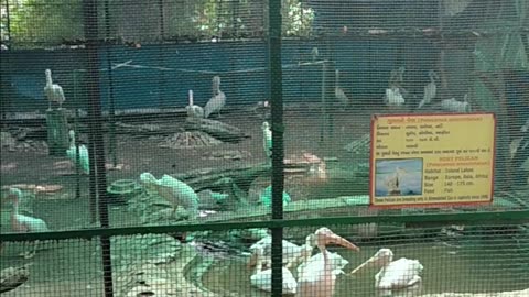 visit of kankaria zoo ahmedabad 14-07-2021