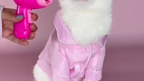 Cute Cat Barbie Video 2023