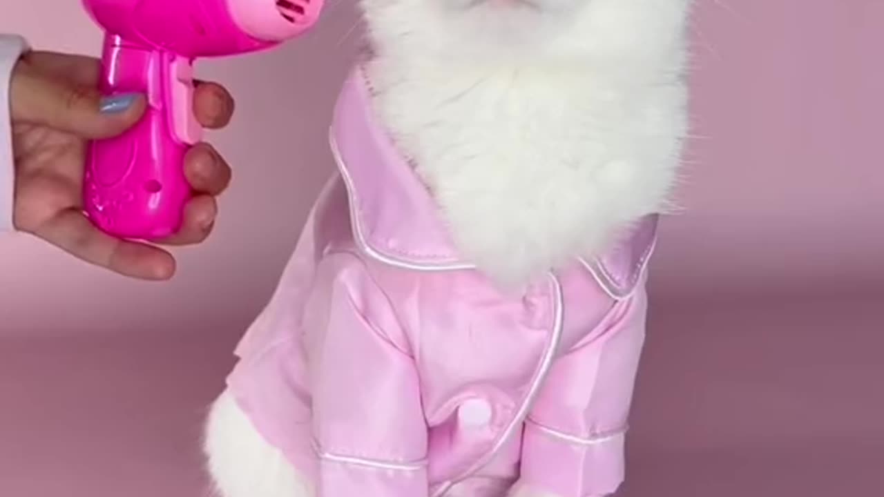 Cute Cat Barbie Video 2023