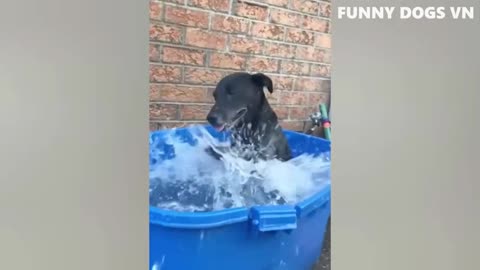 Funny Dogs and Cats : TRY NOT TO LAUGH