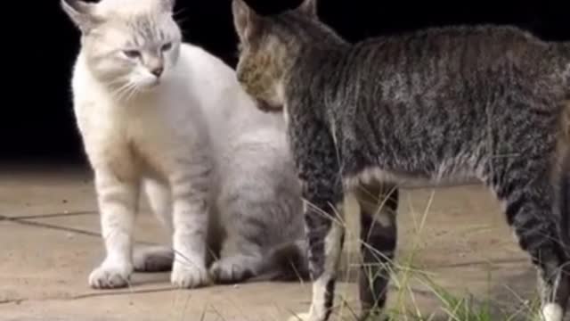 Cat crazy video