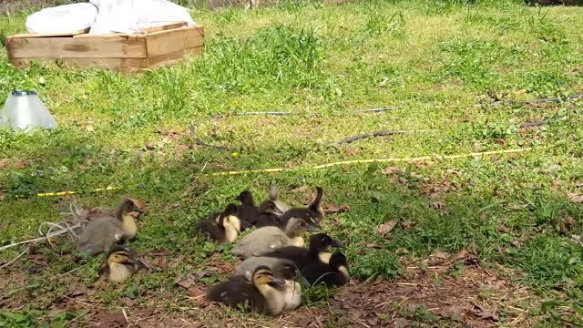 Duck Time Short 1