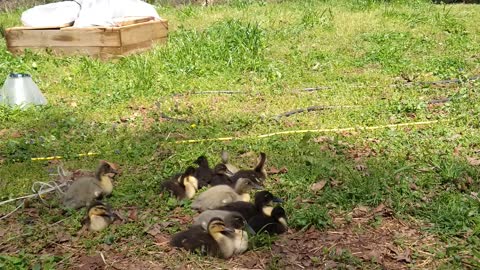 Duck Time Short 1
