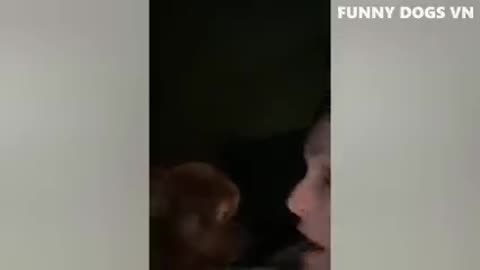 Funny animal
