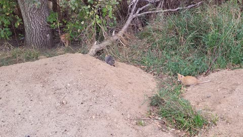 cats playing around