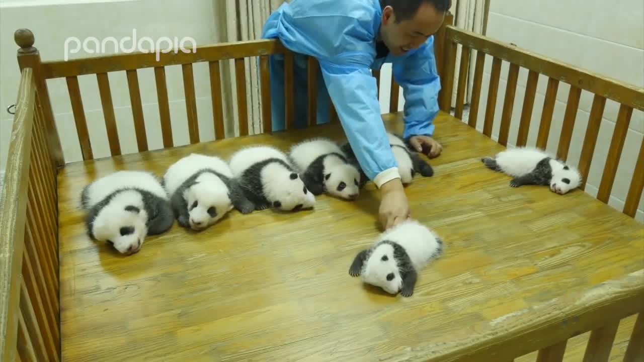 Baby panda party