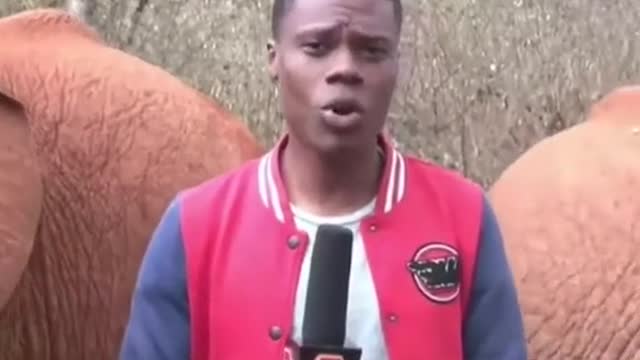 ELEPHANT INTERRUPTSKENYAN REPORTER