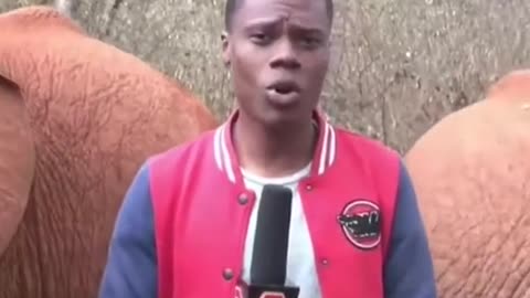 ELEPHANT INTERRUPTSKENYAN REPORTER
