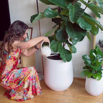 What to do with your fiddle leaf figs when you are travelling?