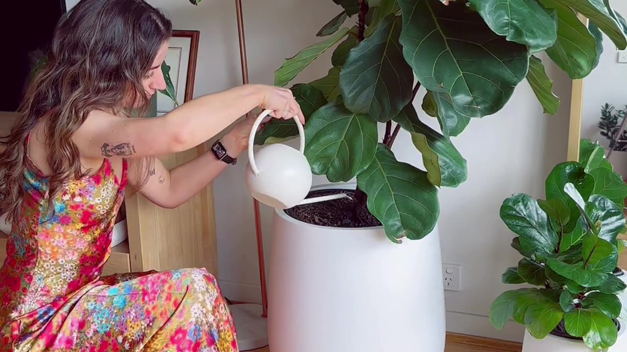 What to do with your fiddle leaf figs when you are travelling?