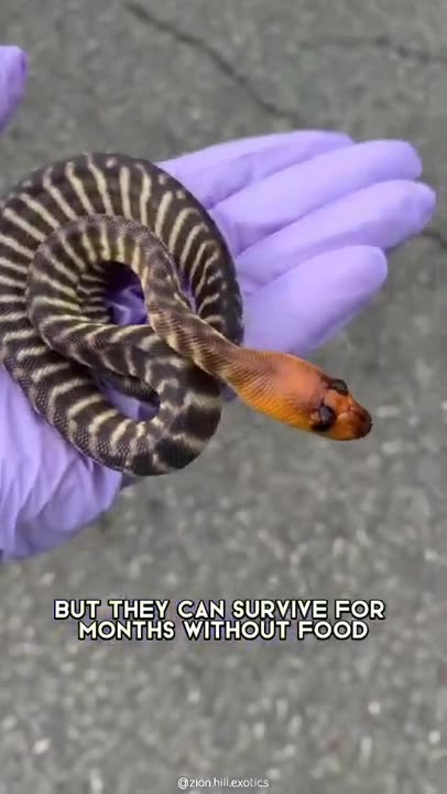 Topaz Tanami Woma Python 🐍 One Of The Most Beautiful Snakes In The World #shorts #womapython #snake