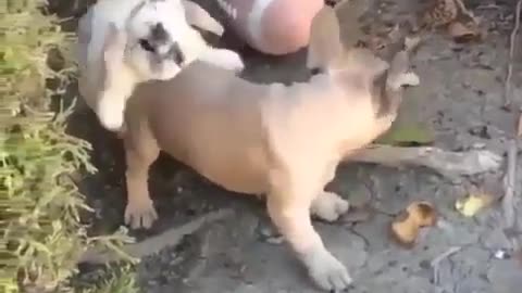 Funny animal videos|Cute animal videos |Funny dog&cat videos|Hilarious pet videos|Funny video