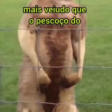 Bora ficar fibrado em 2023 bb