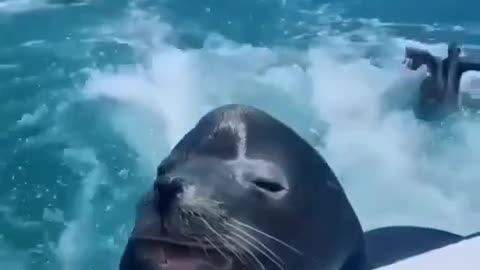 Adorable Seal