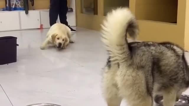 Cute
