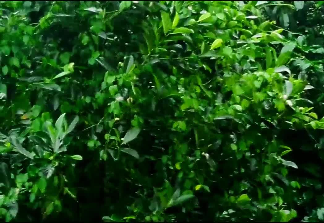 Rain Fall