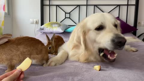 Can Golden Retriever eat in the company of rabbits - Cute Pets Video