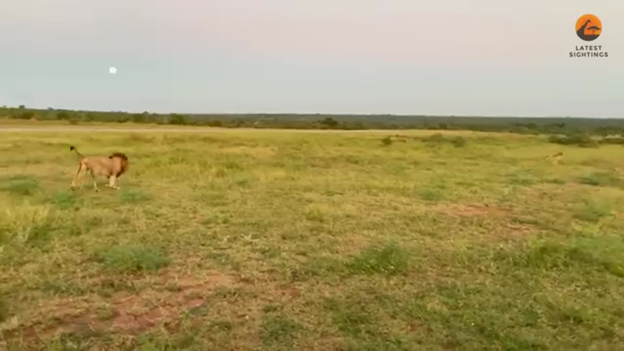 Lion Tries Running Faster than Cheetah