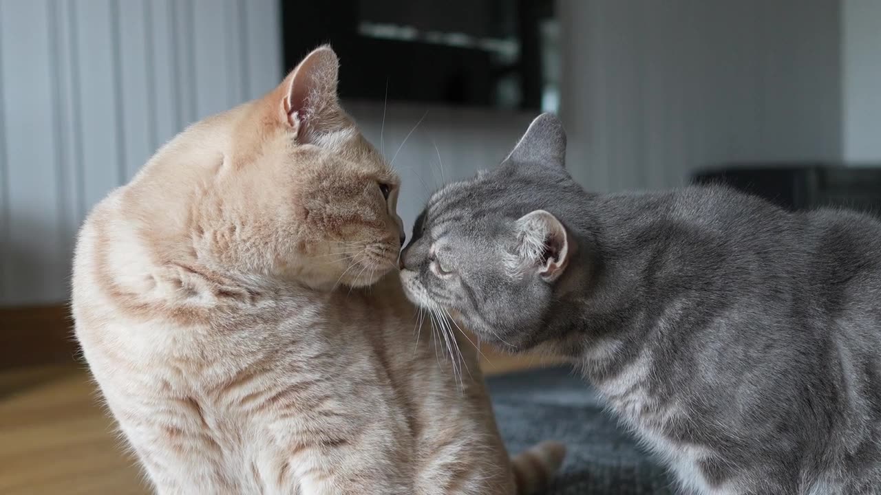 Cats Kiss Each Other