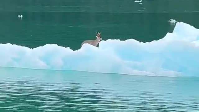 This is a first. A buck on an iceberg.