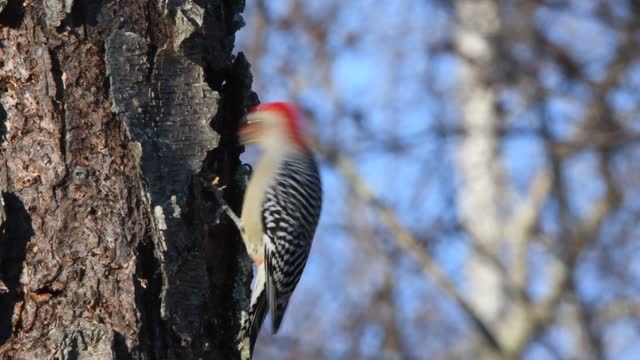 Pileated woodpecker