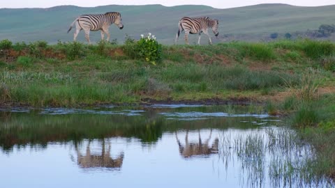 footage of the zebras passing