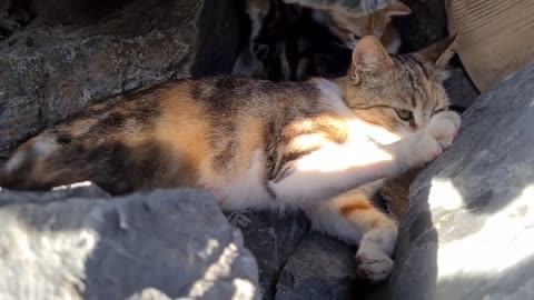 Poor mother cat hiding in the cliffs to protect her Kittens.