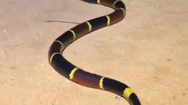 Dangerous Snake (real vedio)